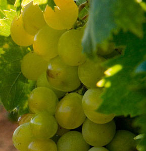 vino