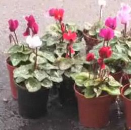 planta