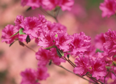 azaleas