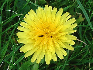 ensalada