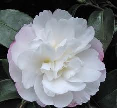 camelia