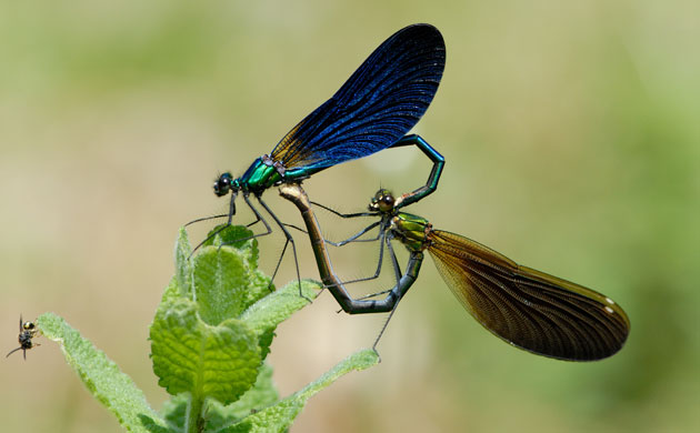 calopteryx