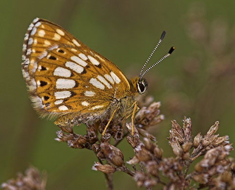 dukeofburgundy