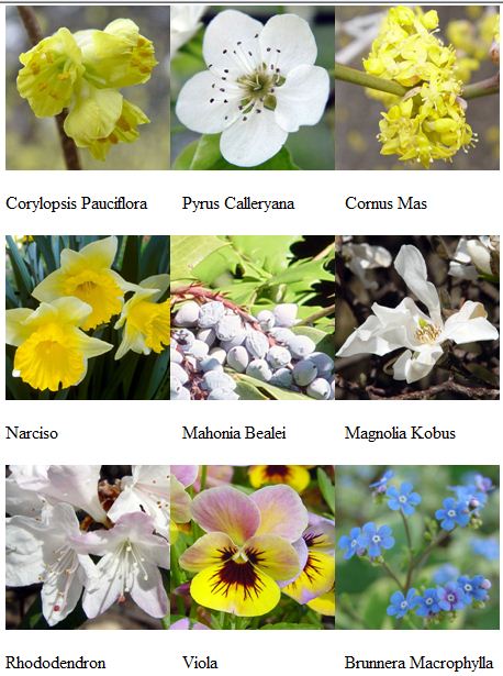 flores abril