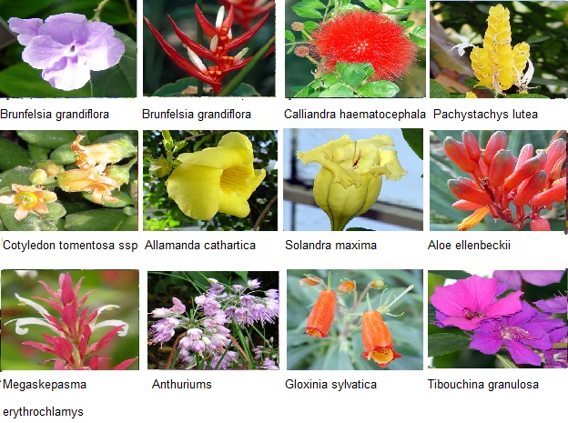 flores de noviembre