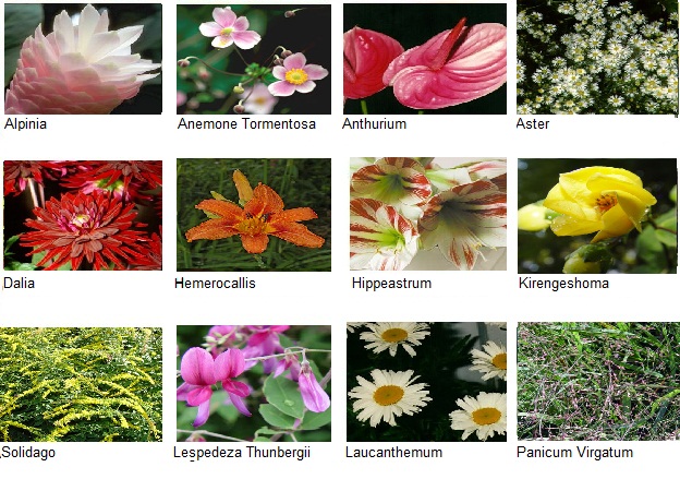 flores de septiembre