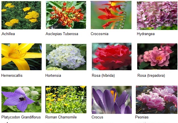 flores de julio