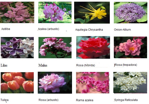 flores de junio