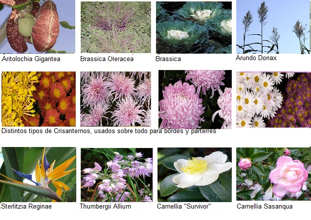 flores de noviembre