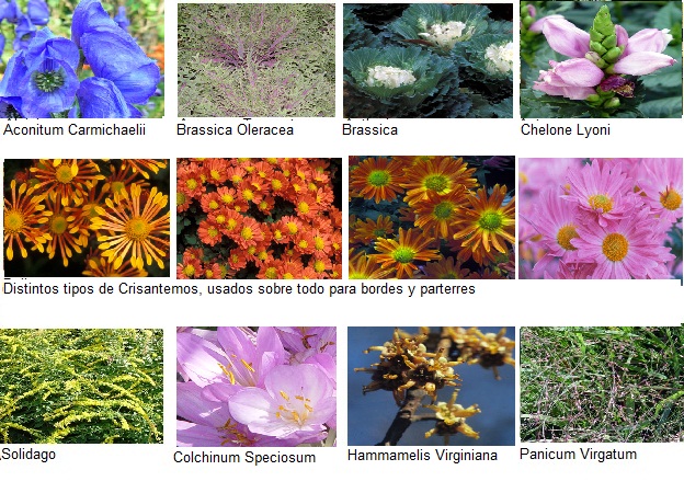 flores de octubre