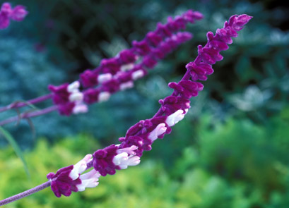 lavanda