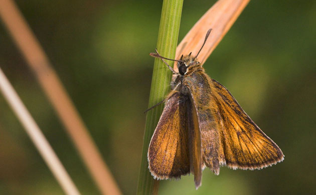 acteon thymelicus width=