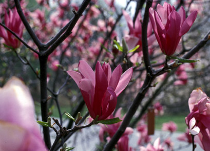 magnolia