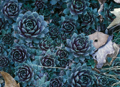 brassica