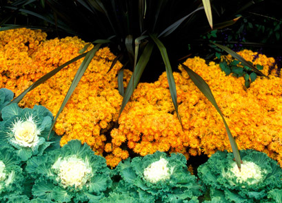 flores