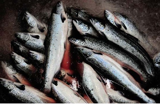 pescado