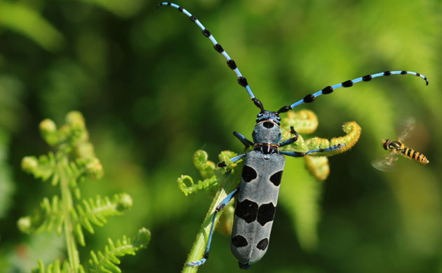 rosalia alpina