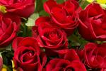 rosas