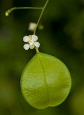 hoja
