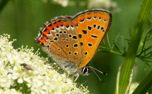 lycaena helle