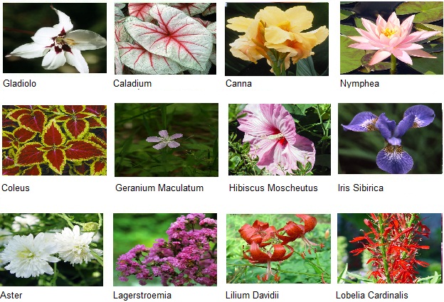 flores de julio
