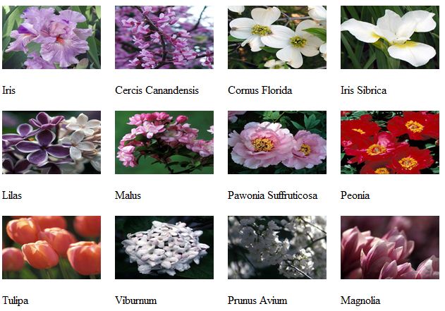 flores de mayo