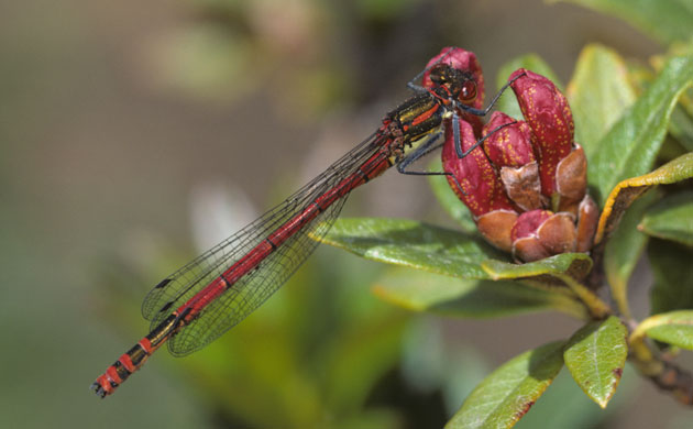 pyrrhosoma